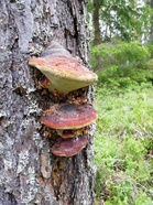 A-, B- ja C-ratojen viimeisellä rastipisteellä männyn rungossa on näin komea kääpäkasvusto!